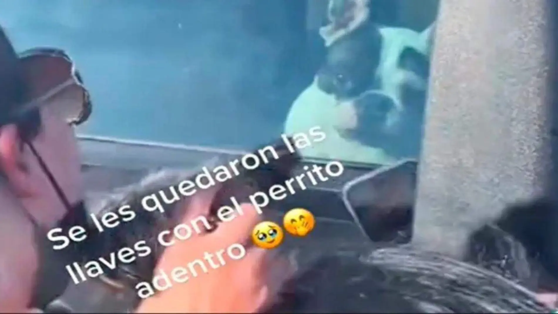 Perrito se queda encerrado en el coche y él solito fue su propio héroe